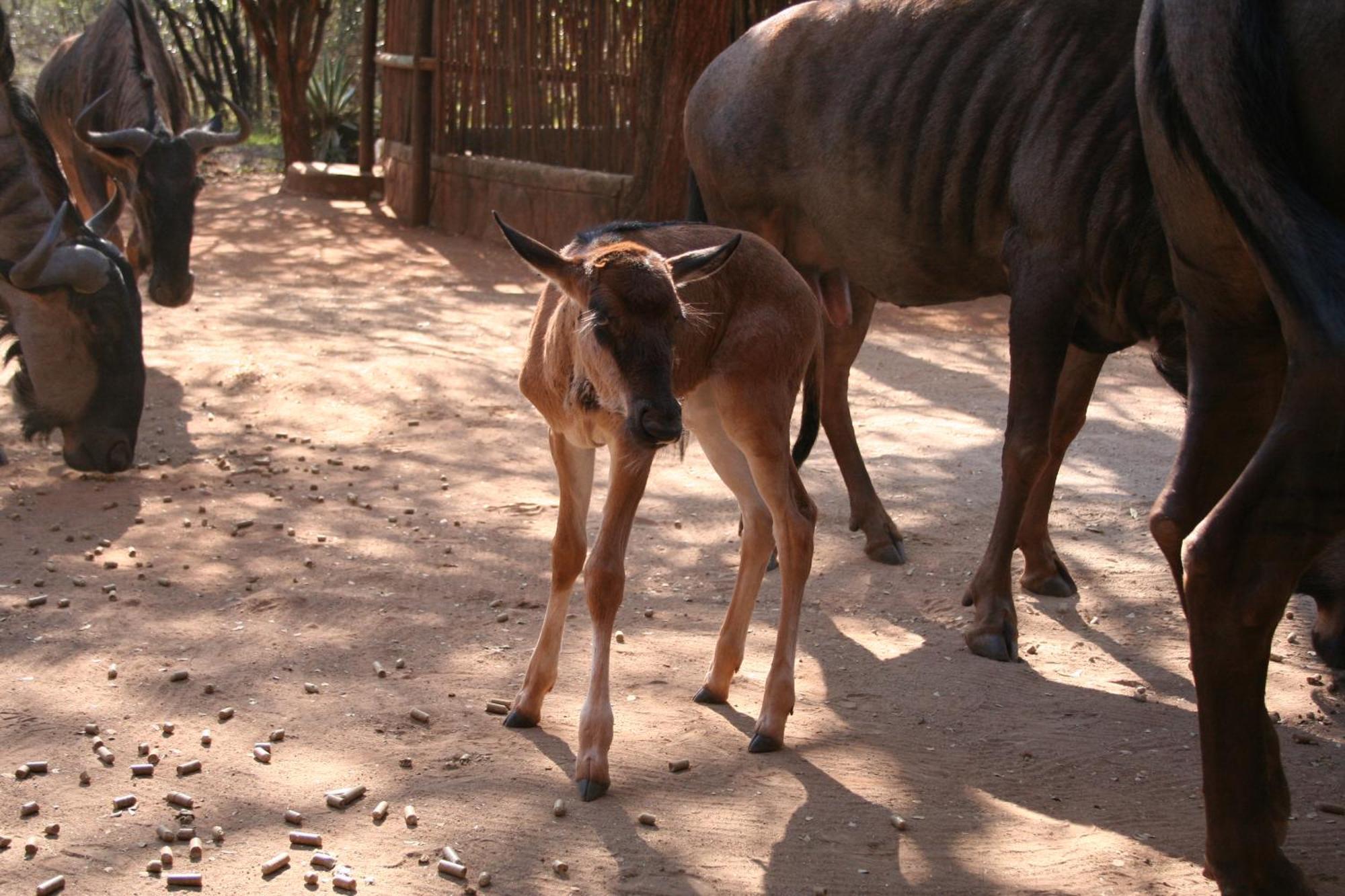 Kiburi Cottage @ Kruger มาร์ลอทพาร์ค ภายนอก รูปภาพ
